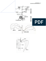 Glosario de Botánica y Fisiología