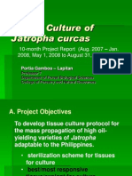 Tissue Culture of Jatropha Curcas