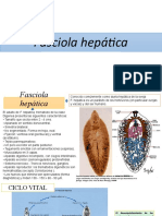 Fasciola Hepática