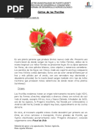 Cultivo de Frutillas 