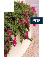 Bougainvillea Glabra