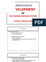 CNS Development