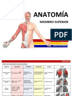 Musculo Superior