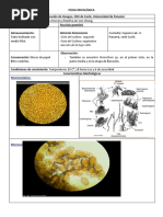 Ficha Micológica