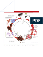 Life Cycle of Babesia SPP.: Salivary Glands, Developing