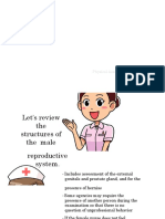 Notes Assessing The Male Genitalia and Rectum