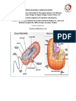 Célula Eucariota y Célula Procariota