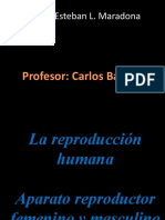 Aparato Rreproductor Humano