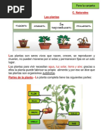 Las Plantas