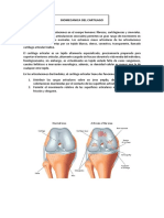 Biomecanica Cartilago