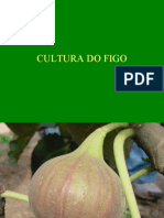 Cultura Do Figo