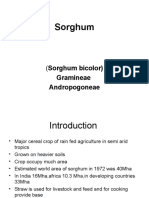 Sorghum