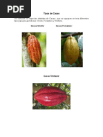 Tipos de Cacao Informe