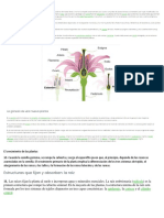 El Crecimiento de Las Plantas