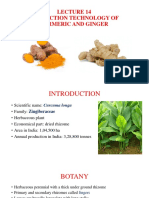 Production Technology of Turmeric and Ginger