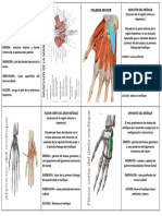 Musculos Mano Region Hipotenar