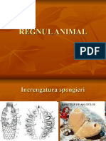 Regnul Animalia