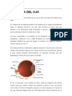 Anatomia Del Ojo