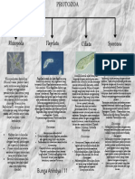 Bunga - Peta Konsep Protozoa