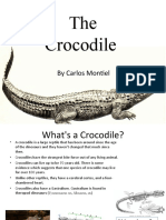 The Crocodile: by Carlos Montiel