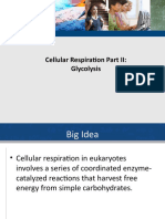 Cell Respiration Glycoloysis and Acetyl CoA