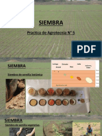 Siembra II