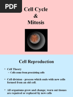 Cell Cycle & Mitosis