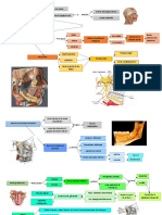 Nervios Mandibular