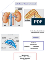 Glândulas Supra-Renais Ou Adrenais: Córtex