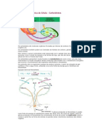 Composição Química Da Célula