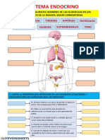 Sistema Endocrino