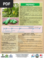 02 Pepinoguiadecultivo