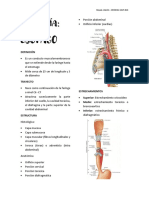 Anatomia Esofago