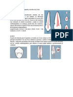 OD 2º Premolar Superior Izquierdo