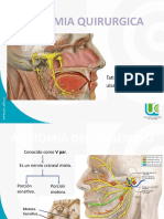 Anatomia Quirurgica Del Trigemino