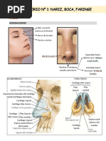 Nariz, Boca y Laringe.