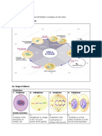 A1. Illustration of Cell Cycle