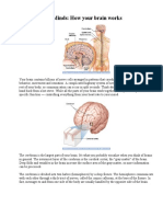 How Your Brain Works