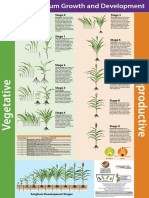 Esquema - Fenologia Do Sorgo (Inglês)