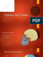 Huesos Del Cráneo