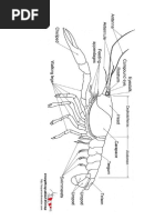 Crayfish Info