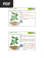 2.2 B - Transporte Nas Plantas - Transporte No Xilema