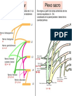 Plexos Lumbar y Sacro