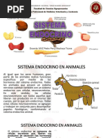 Sistema Endocrino Histologia