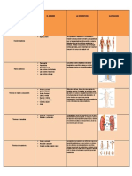 Anatomia Falta 22