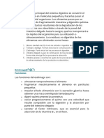 La Función Principal Del Sistema Digestivo Es Convertir El Alimento en Moléculas Pequeñas y Hacerlas Pasar Al Interior Del Organismo