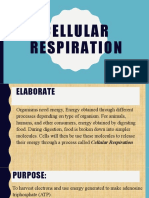 Cellular Respiration