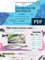 Taxidermia de Peces Oseo