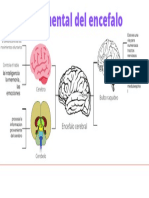 Mapa Mental Del Encefalo