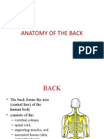 Anatomy of The Back